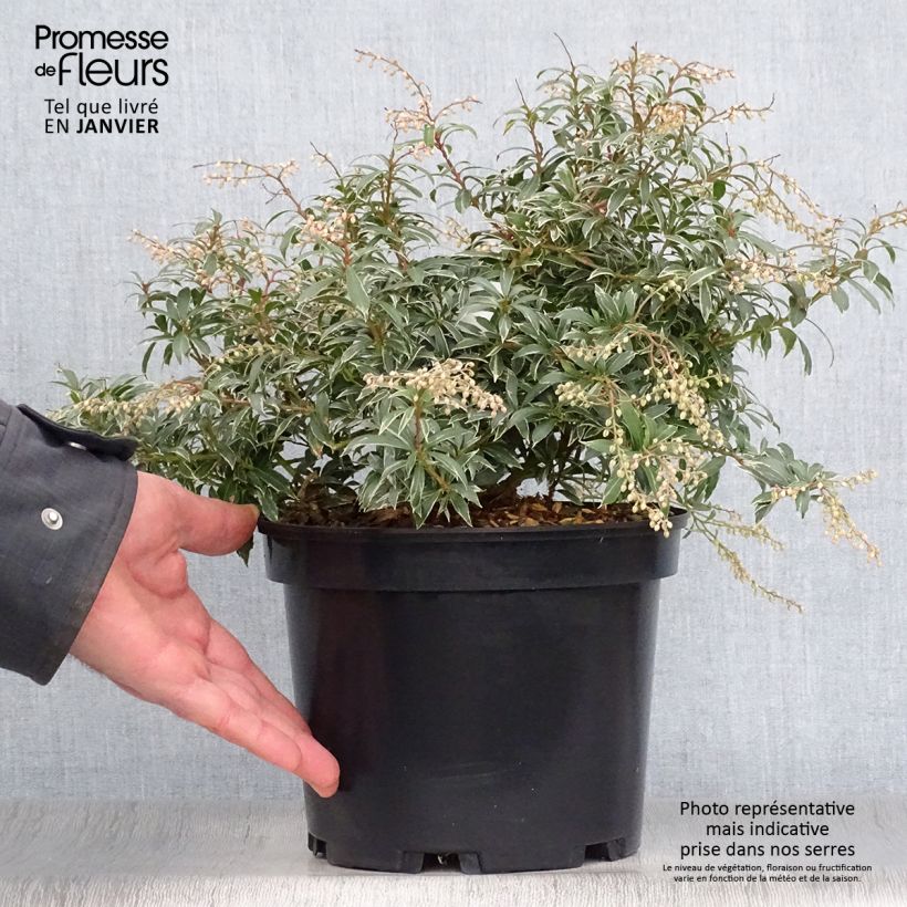 Pieris japonica Little Heath - Andrómeda Maceta 4L/5L Ejemplar entregado en invierno
