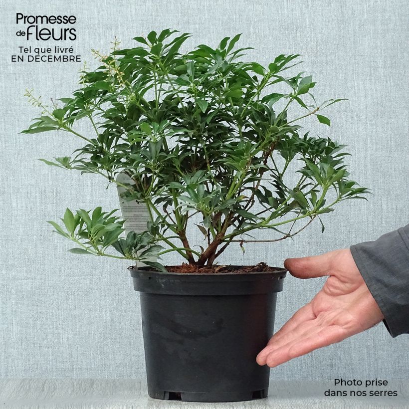 Pieris japonica Passion - Andrómeda Maceta 2L/3L Ejemplar entregado en invierno