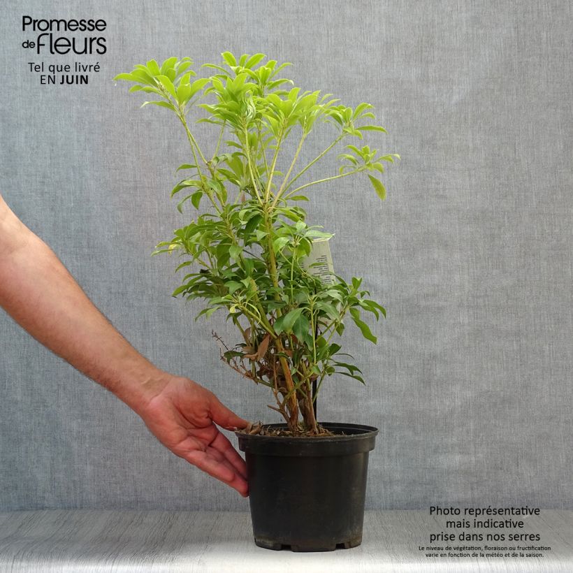 Ejemplar de Pieris japonica Passion - Andrómeda Maceta 2L/3L entregado en verano