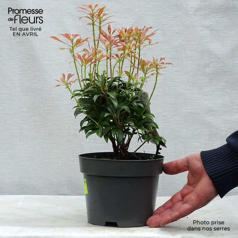 Pieris japonica Passion - Andrómeda Maceta 2L/3L Ejemplar entregado en la primavera