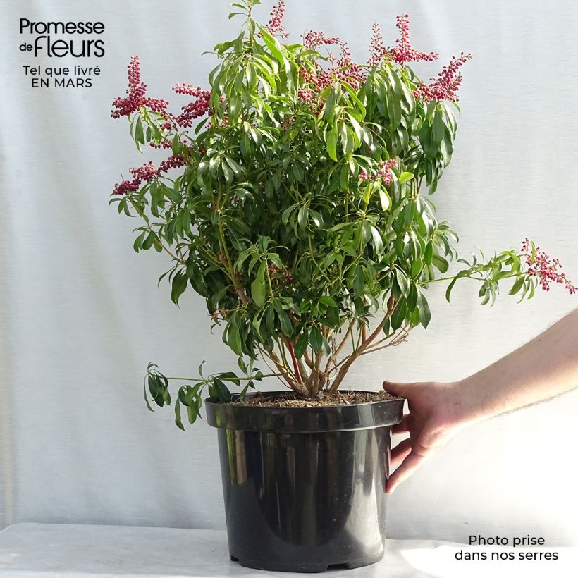 Pieris japonica Passion - Andrómeda Maceta 6L/7L Ejemplar entregado en invierno