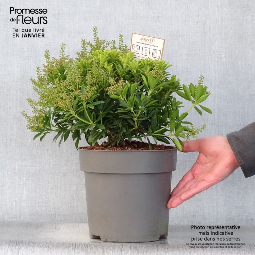 Pieris japonica Purity - Andrómeda Maceta 3L/4L Ejemplar entregado en invierno