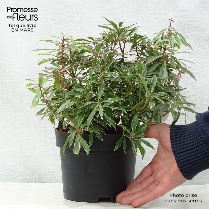 Pieris japonica Ralto Rose - Andrómeda Maceta 2L/3L Ejemplar entregado en la primavera