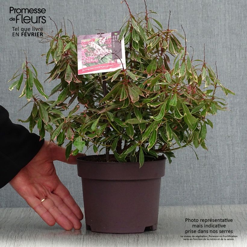 Pieris japonica Ralto Rose - Andrómeda Maceta 2L/3L Ejemplar entregado en invierno