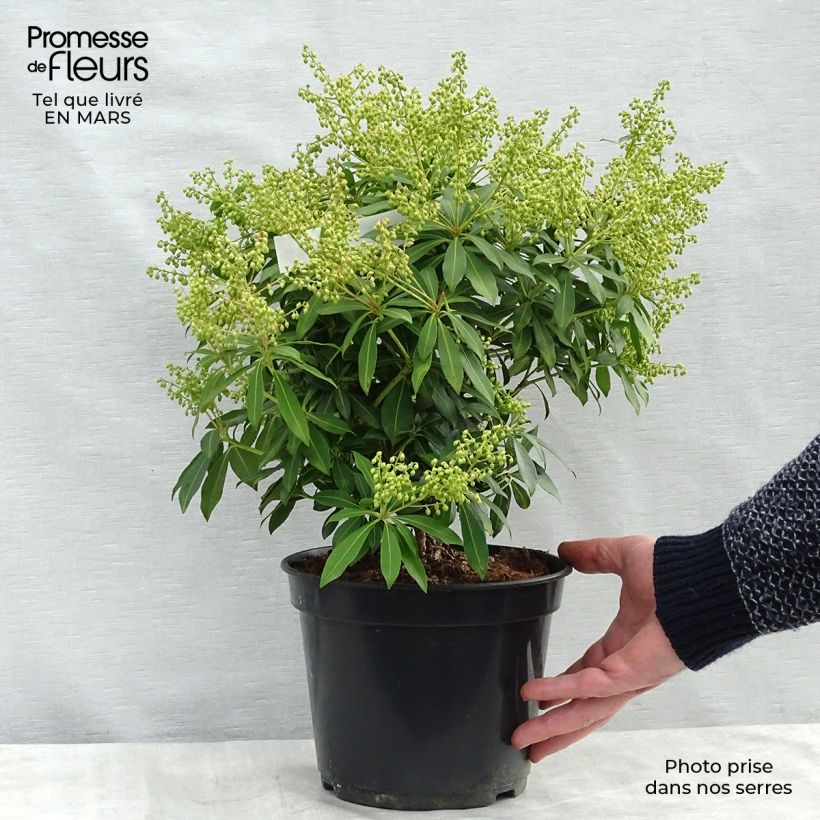 Pieris japonica Sarabande - Andrómeda Maceta 3L/4L Ejemplar entregado en la primavera