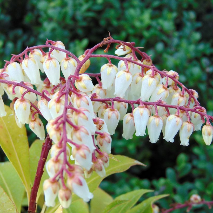 Pieris japonica Mountain Fire - Andrómeda (Floración)
