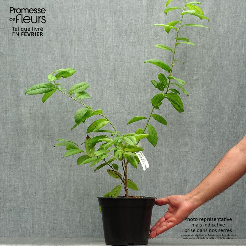 Ejemplar de Oxydendron arboreum Maceta 4L/5L entregado en otoño