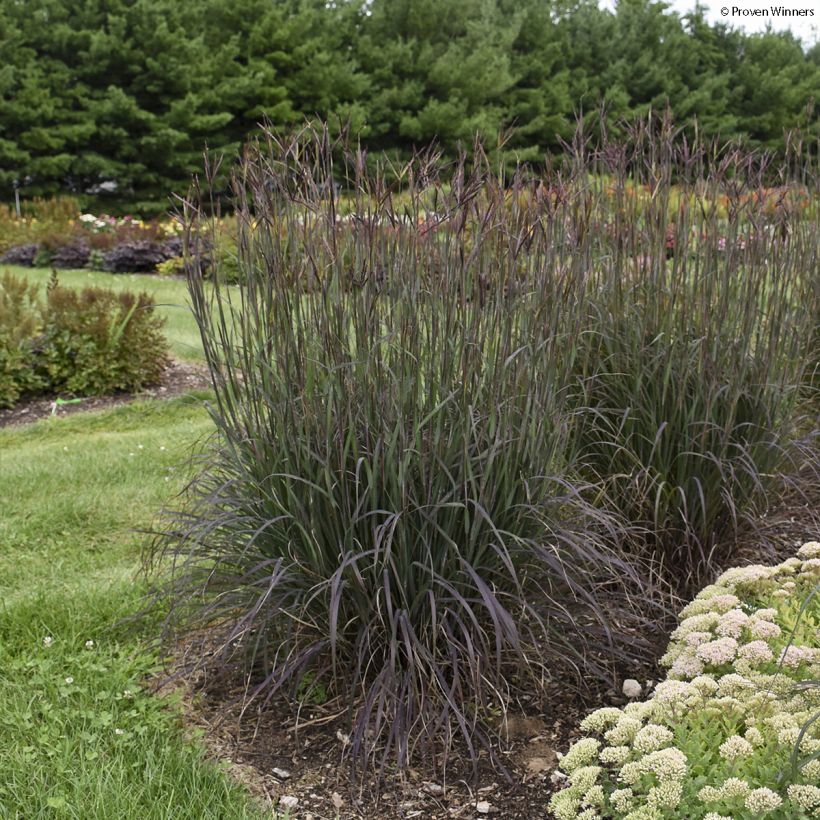 Andropogon gerardii Blackhawks (Porte)