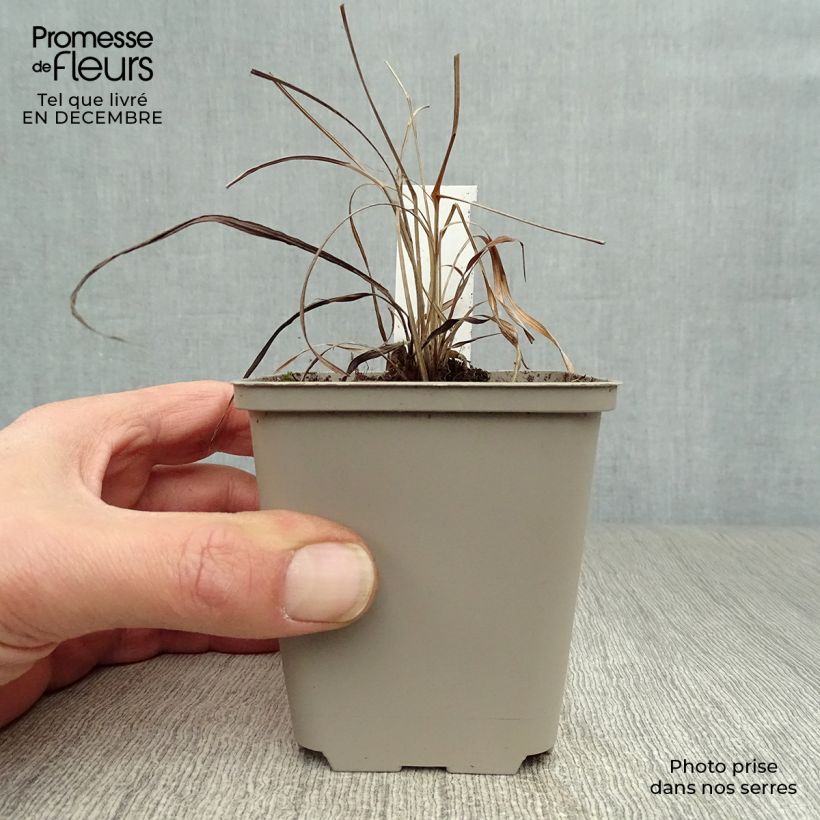 Andropogon gerardii Prairie Sommer Maceta de 8/9 cm Ejemplar entregado en invierno
