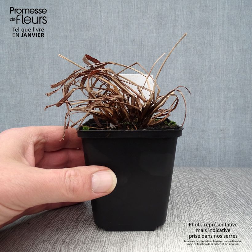 Andropogon gerardii Red October Maceta de 8/9 cm Ejemplar entregado en invierno