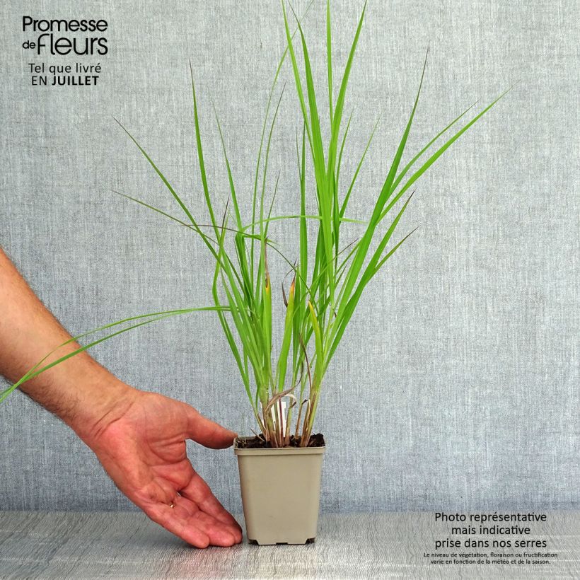 Ejemplar de Andropogon hallii Purple Konza Maceta de 8/9 cm entregado en verano