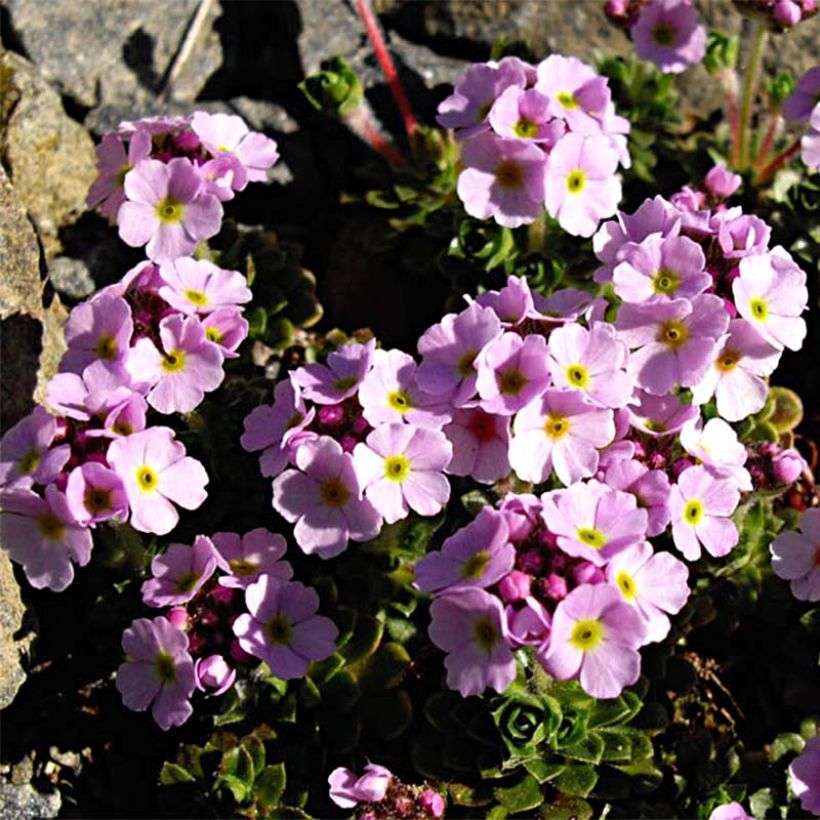 Androsace sempervivoides - Androsela (Porte)