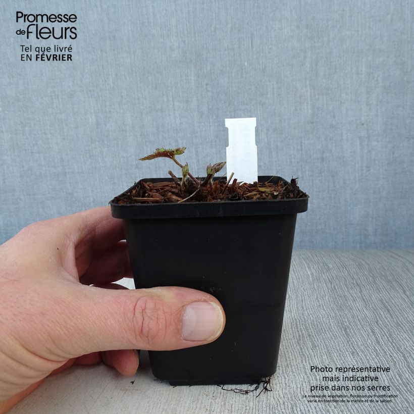 Anemone Ruffled Swan Maceta de 8/9 cm Ejemplar entregado en invierno