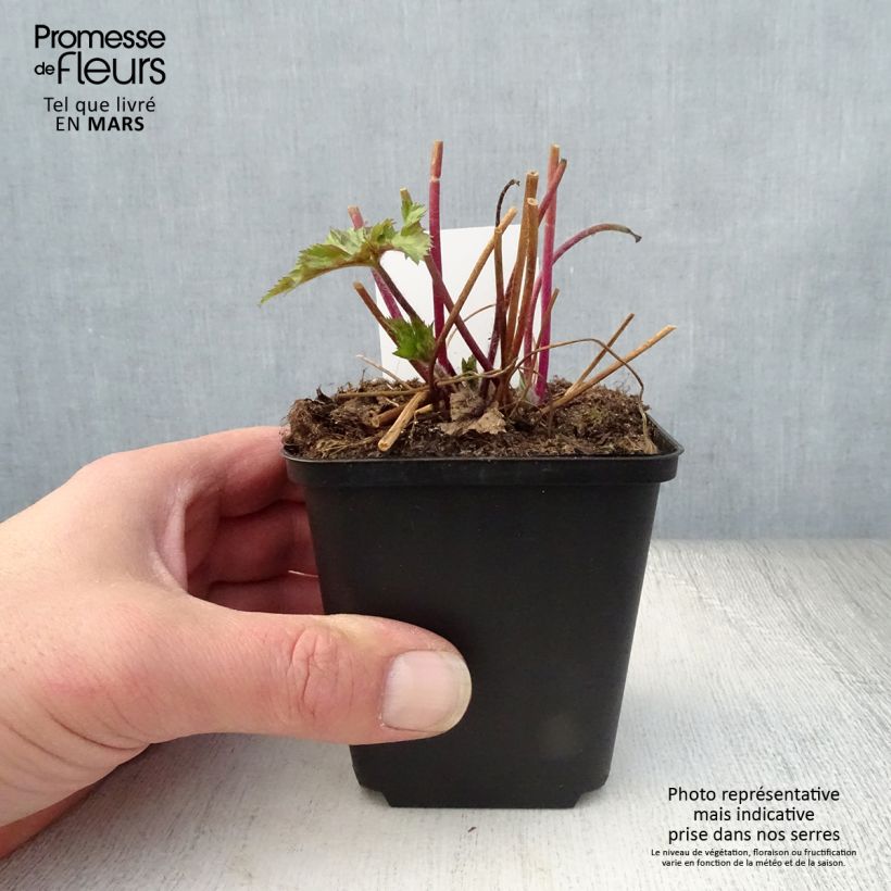 Anemone Ruffled Swan Maceta de 8/9 cm Ejemplar entregado en la primavera