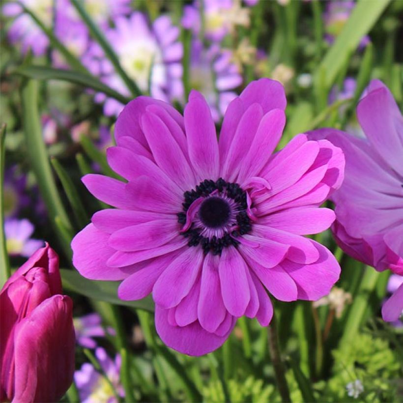 Anemone coronaria double Admiral (Floración)
