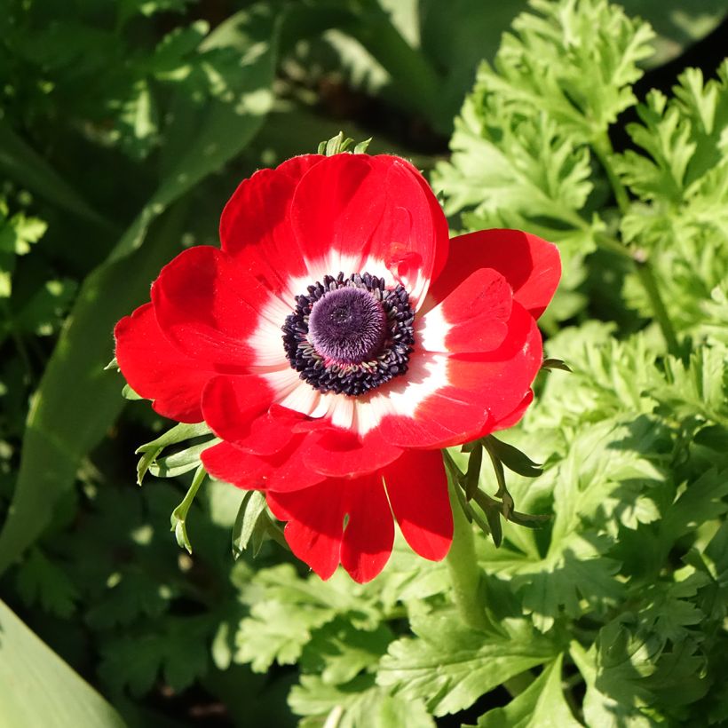 Anemone coronaria Hollandia (Floración)