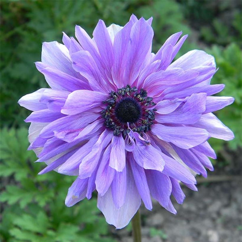 Anemone coronaria Lord Lieutenant (Floración)