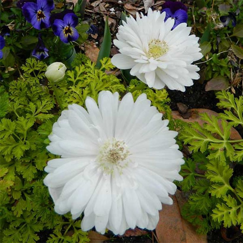 Anemone coronaria Mount Everest (Floración)