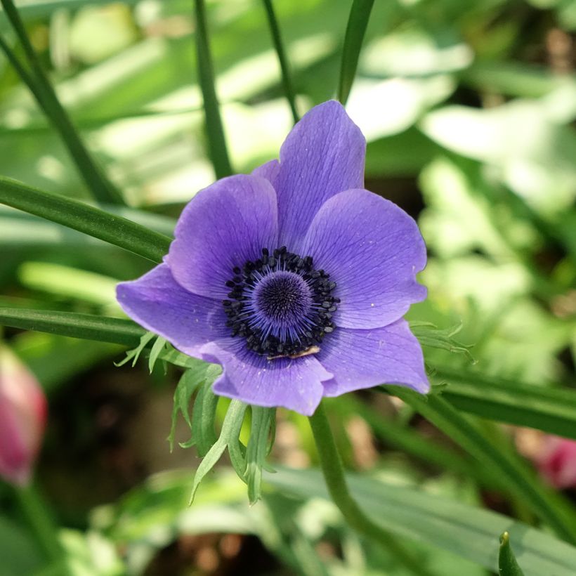 Anemone coronaria Mr Fokker (Floración)
