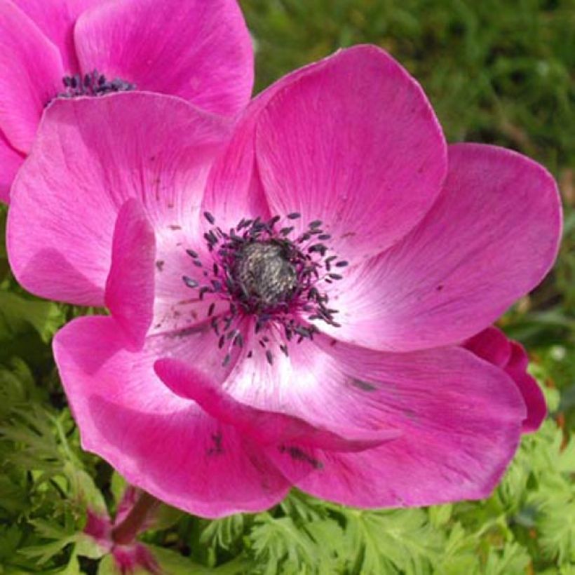 Anemone coronaria Sylphide (Floración)