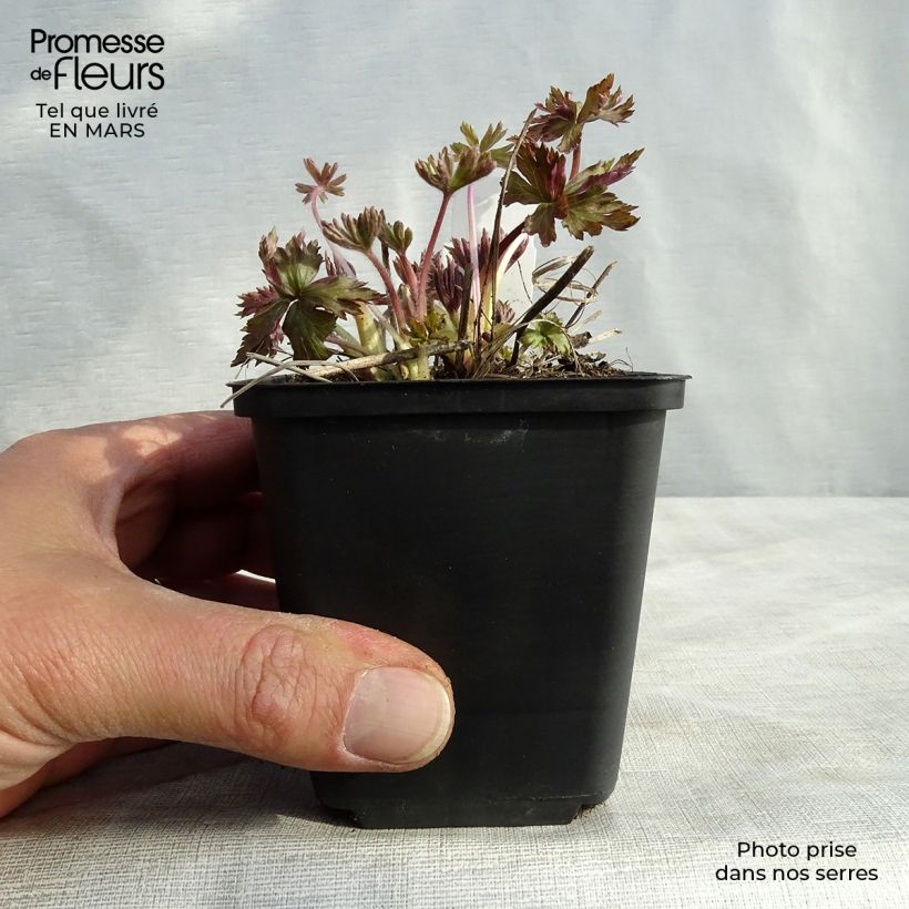 Anemone cylindrica Maceta de 8/9 cm Ejemplar entregado en invierno