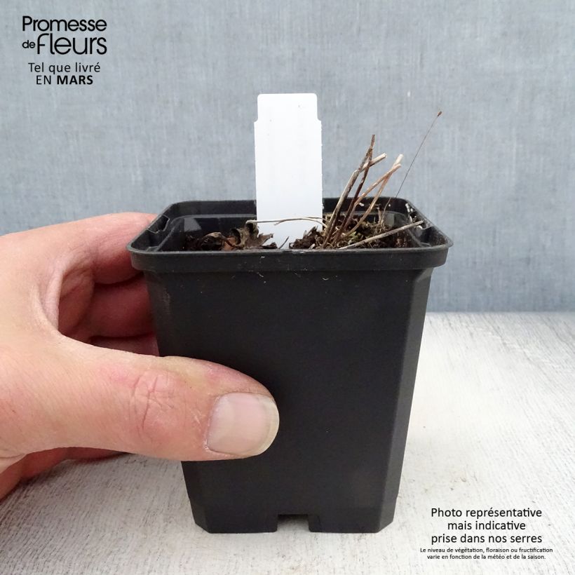 Anemone rivularis Maceta de 8/9 cm Ejemplar entregado en la primavera