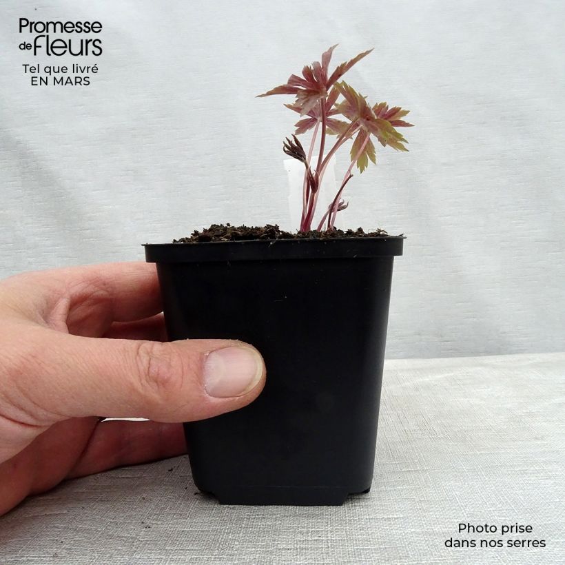 Anemone canadensis - Anémona de Canadá Maceta de 8/9 cm Ejemplar entregado en la primavera