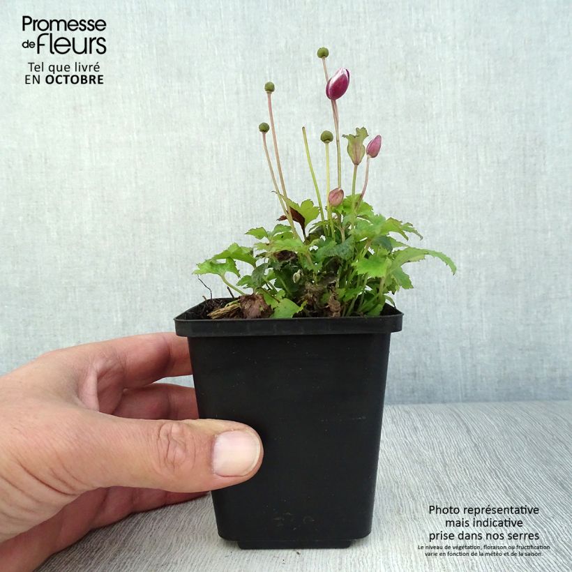 Ejemplar de Anemone hupehensis Alando Rose - Anémona del Japón Maceta de 8/9 cm entregado en otoño