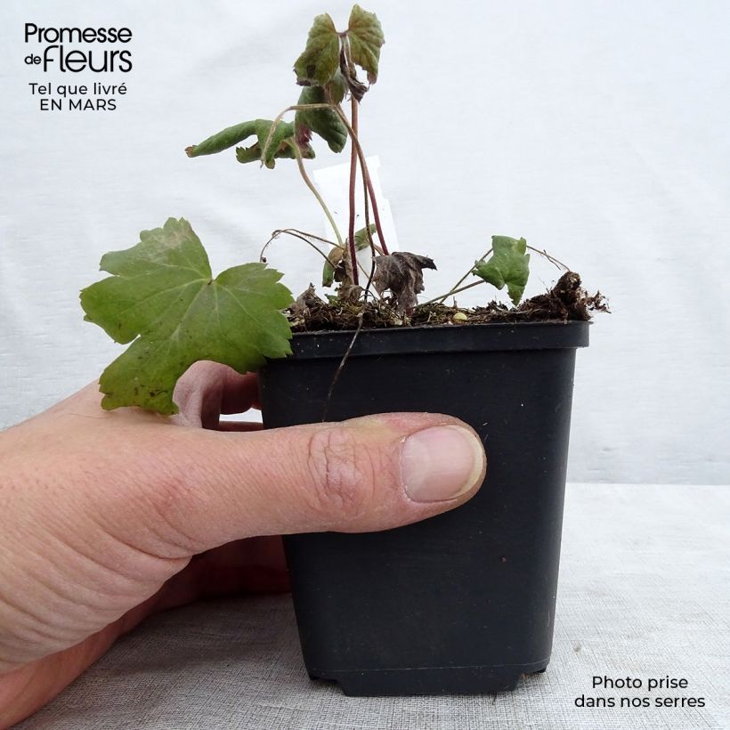 Anemone Bressingham Glow Maceta de 8/9 cm Ejemplar entregado en la primavera