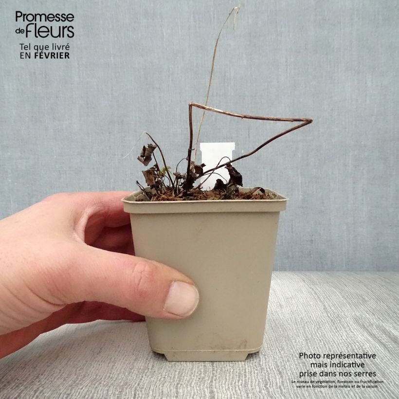 Anemone Bressingham Glow Maceta de 8/9 cm Ejemplar entregado en invierno