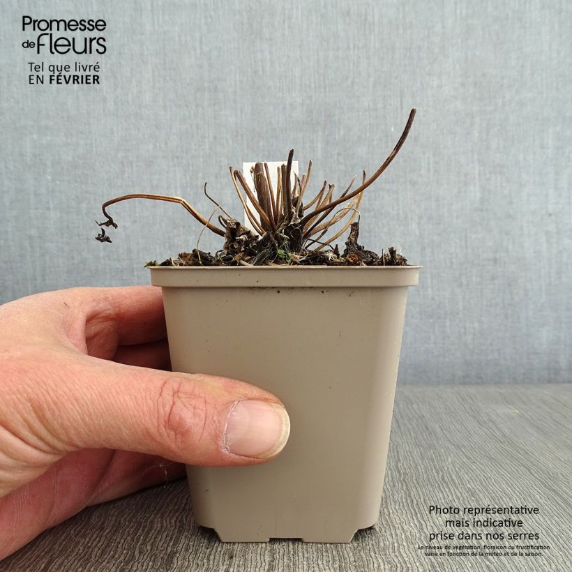 Anemone Fall in Love Sweetly Maceta de 8/9 cm Ejemplar entregado en invierno