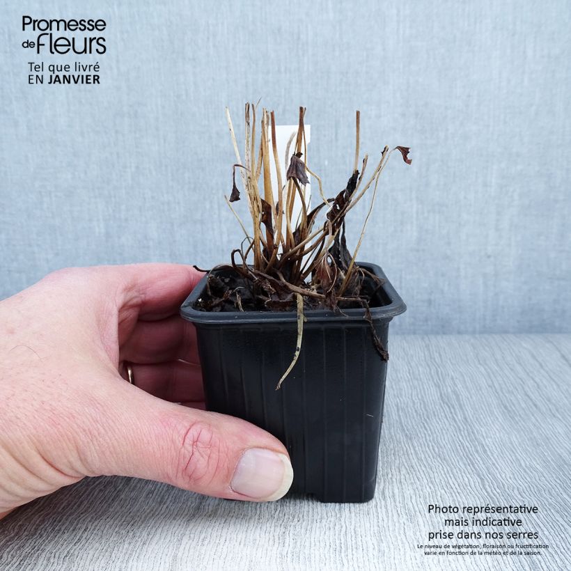 Anemone Fantasy Ariel Maceta de 8/9 cm Ejemplar entregado en invierno