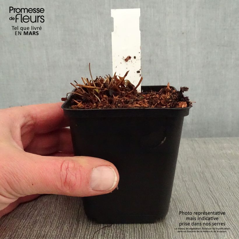 Anemone Fantasy Cinderella Maceta de 8/9 cm Ejemplar entregado en invierno