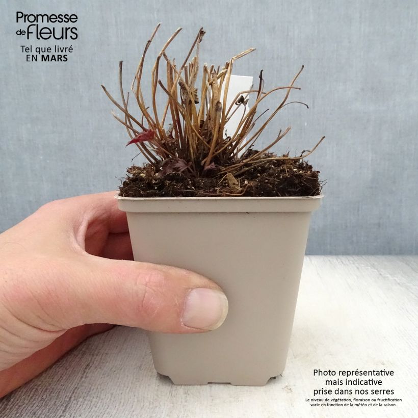 Anemone Fantasy Cinderella Maceta de 8/9 cm Ejemplar entregado en la primavera