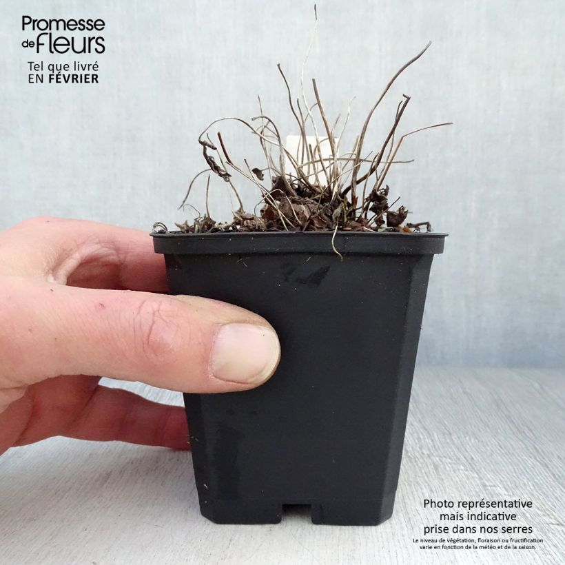 Anemone Fantasy Jasmine Maceta de 8/9 cm Ejemplar entregado en invierno