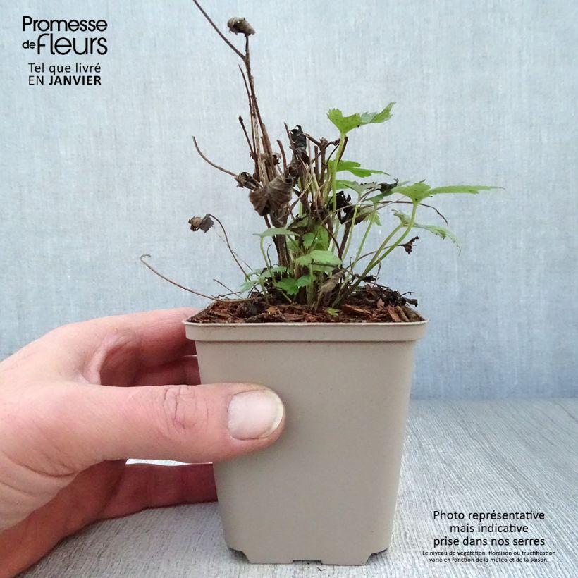 Anemone hupehensis Fantasy Pocahontas - Anémona del Japón Maceta de 8/9 cm Ejemplar entregado en invierno