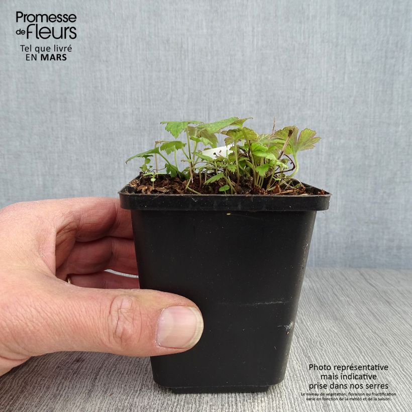 Anemone hupehensis Fantasy Pocahontas - Anémona del Japón Maceta de 8/9 cm Ejemplar entregado en la primavera