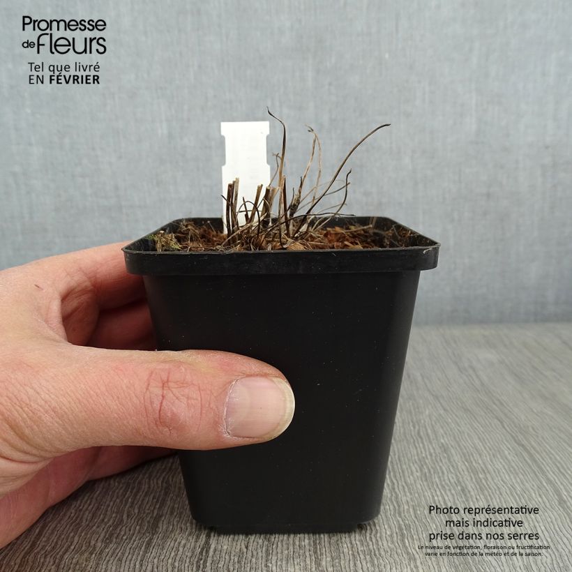 Anemone Fantasy Red Riding Hood Maceta de 8/9 cm Ejemplar entregado en invierno