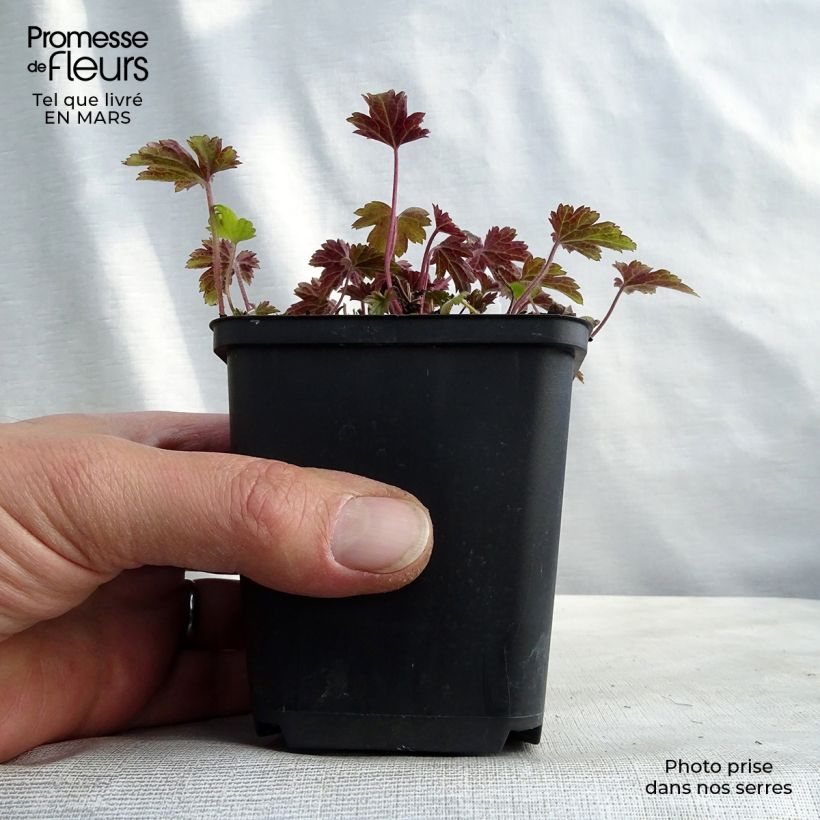 Anemone Little Summer Breeze Maceta de 8/9 cm Ejemplar entregado en invierno