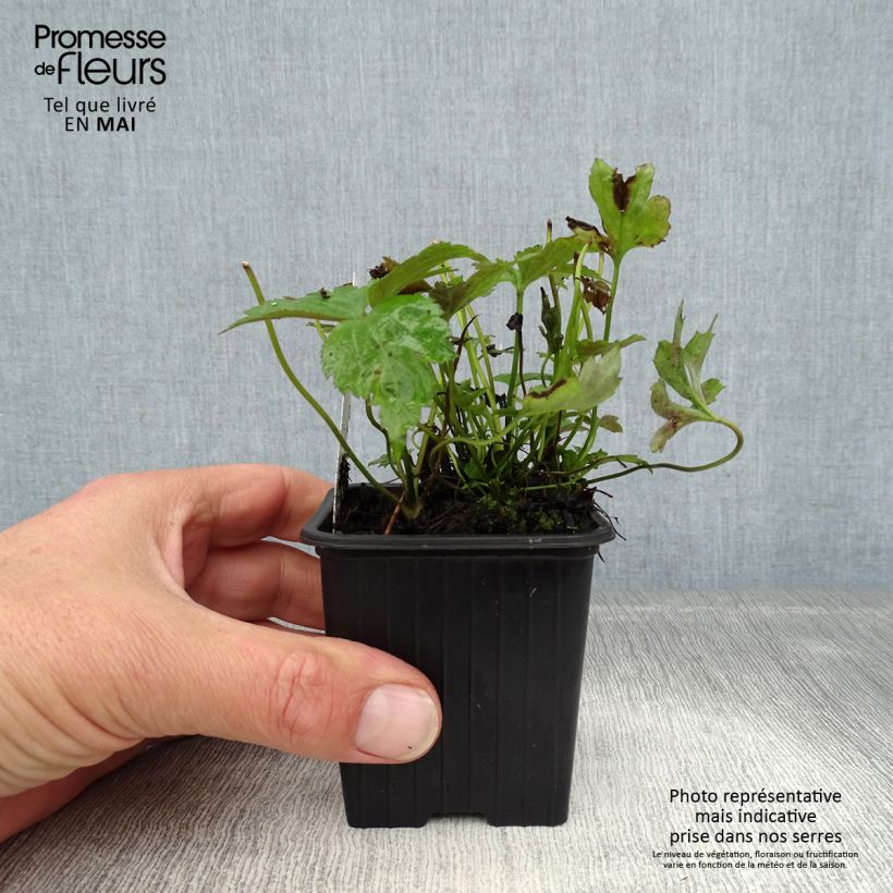 Anemone hupehensis Prinz Heinrich - Anémona del Japón Maceta de 8/9 cm Ejemplar entregado en la primavera