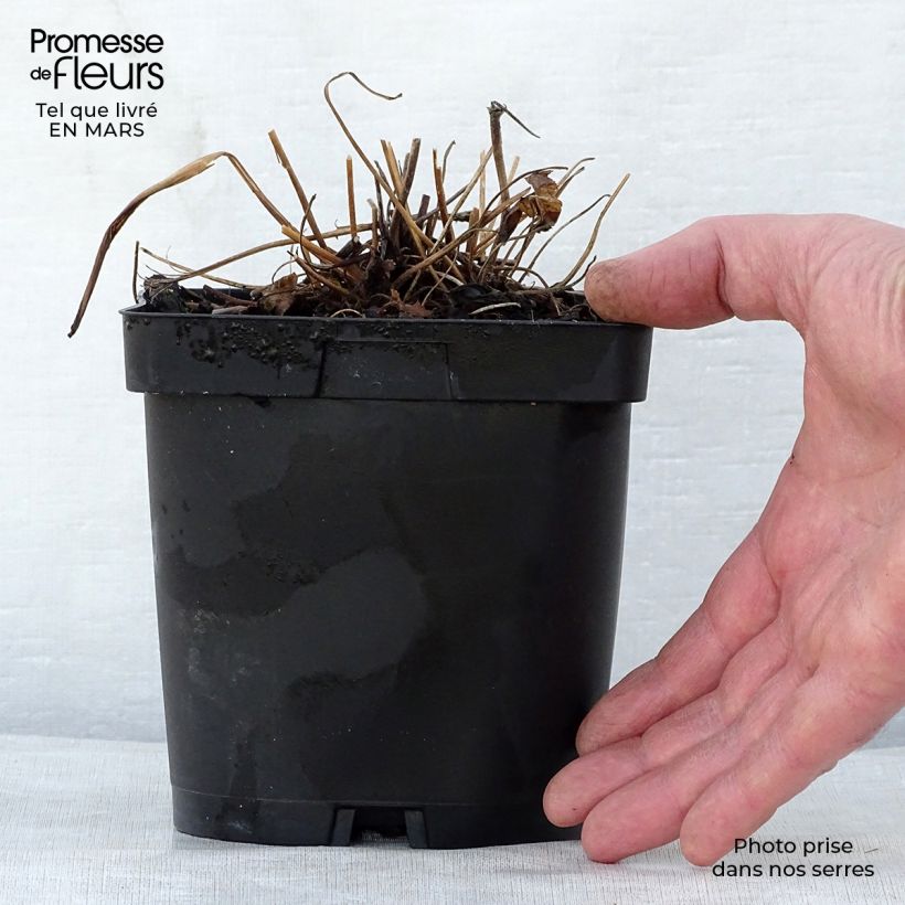 Anemone hupehensis Prinz Heinrich - Anémona del Japón Maceta 2L/3L Ejemplar entregado en la primavera