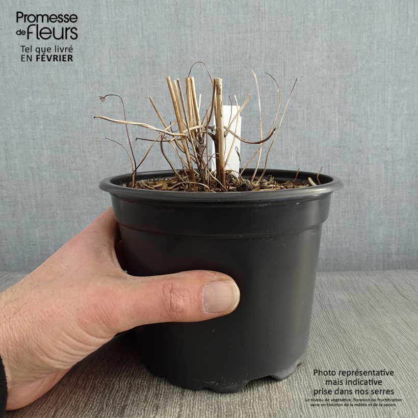 Anemone hupehensis Prinz Heinrich - Anémona del Japón Maceta 2L/3L Ejemplar entregado en invierno