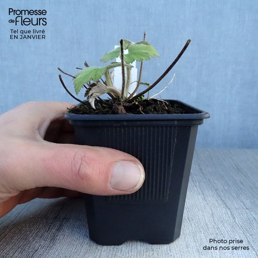Anemone tomentosa Robustissima Maceta de 8/9 cm Ejemplar entregado en invierno