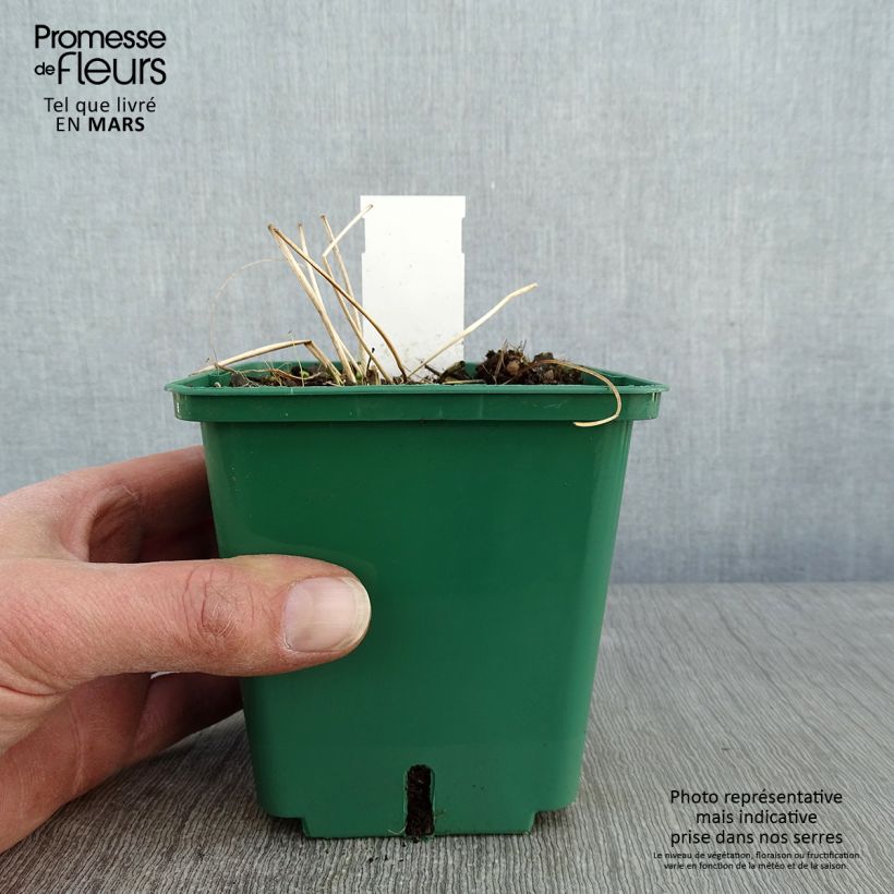 Anemone tomentosa Robustissima Maceta 1,5L/2L Ejemplar entregado en invierno