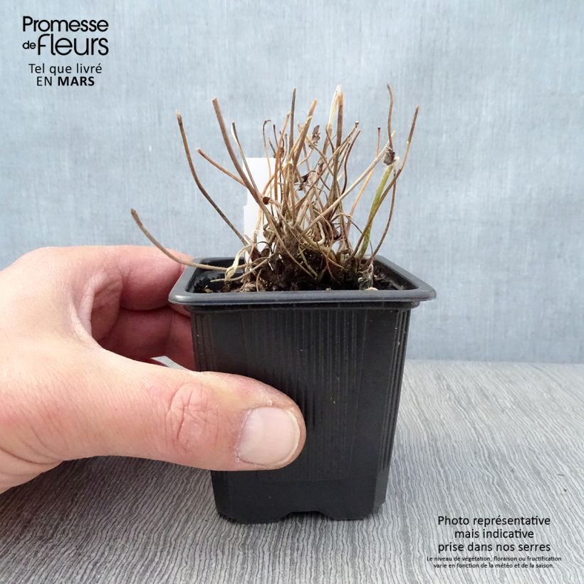 Anemone hybrida Rubra Plena Maceta de 8/9 cm Ejemplar entregado en la primavera