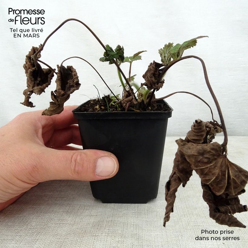 Anemone tomentosa Septemberglanz Maceta de 8/9 cm Ejemplar entregado en la primavera