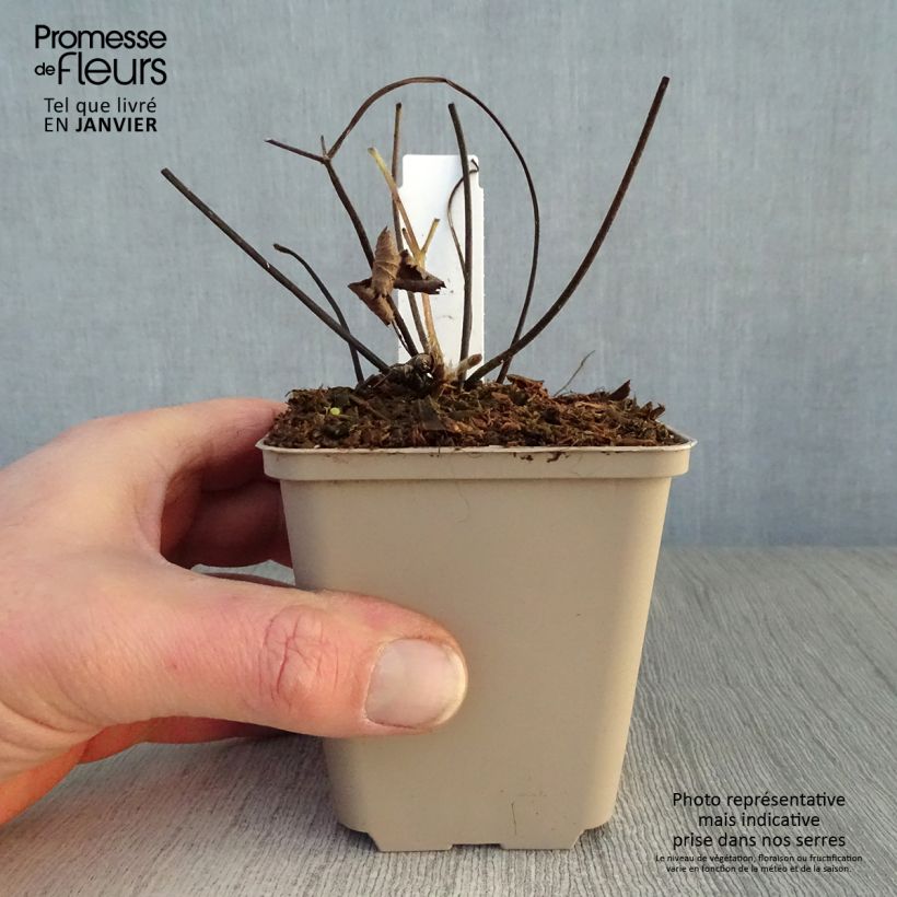 Anemone tomentosa Septemberglanz Maceta de 8/9 cm Ejemplar entregado en invierno