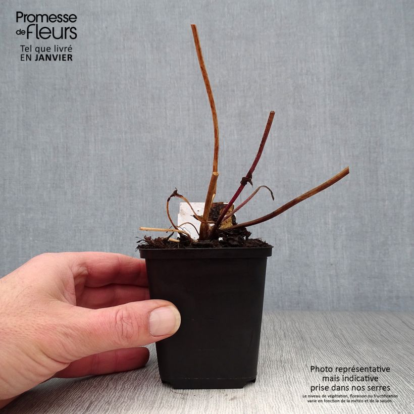 Anemone Frilly Knickers Maceta de 8/9 cm Ejemplar entregado en invierno