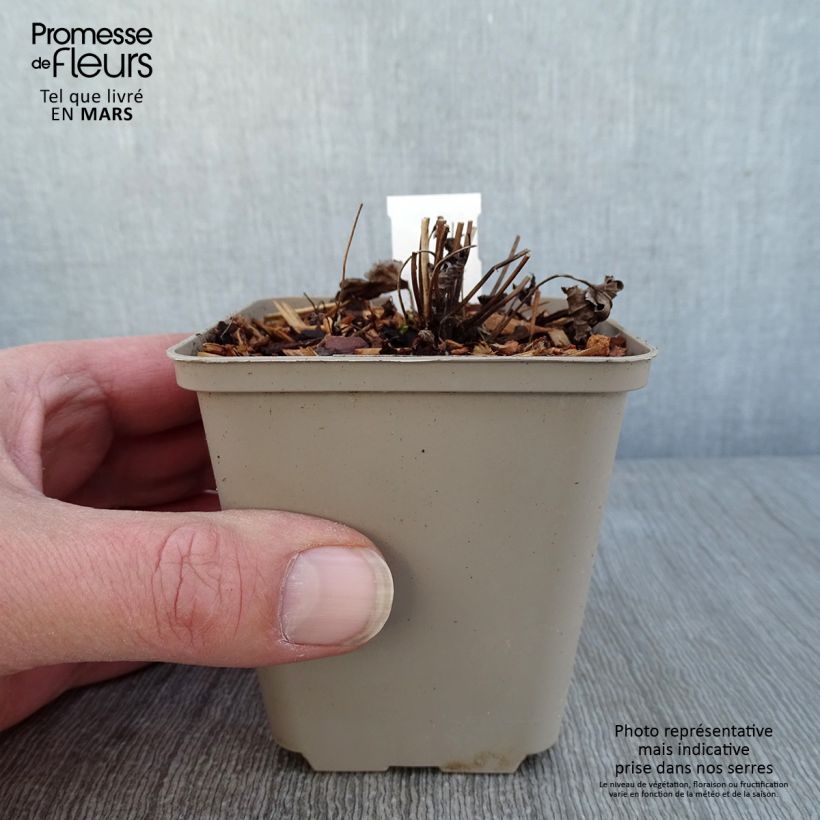 Anemone Satin Doll Rosé Maceta de 8/9 cm Ejemplar entregado en invierno