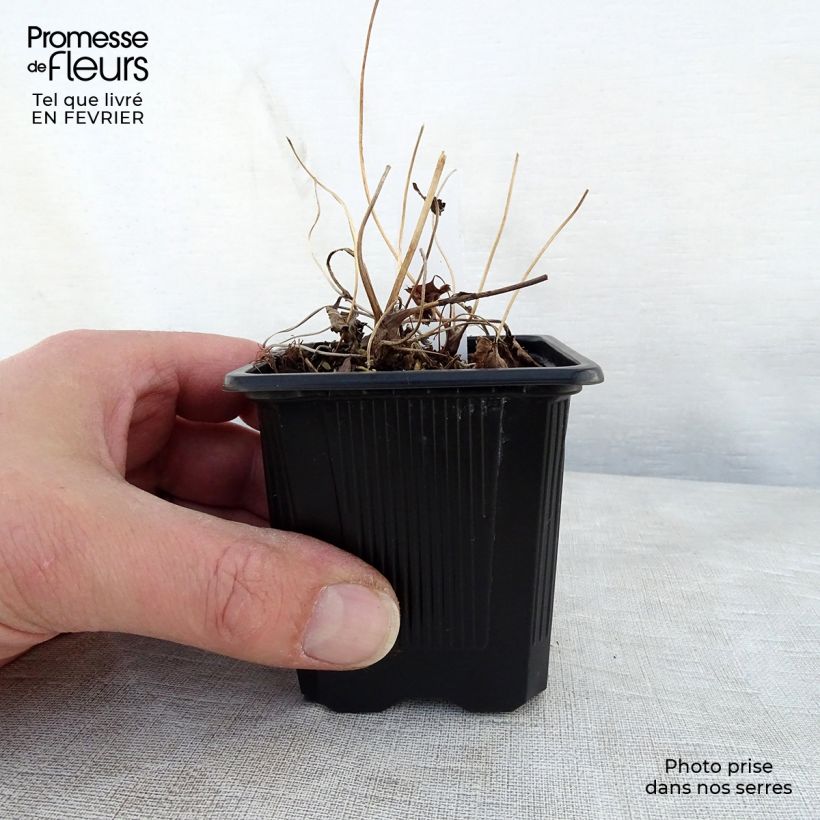 Anemone hupehensis Praecox - Anémona del Japón Maceta de 8/9 cm Ejemplar entregado en invierno